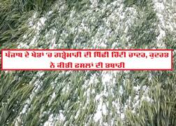 ਪੰਜਾਬ 'ਚ ਗੜ੍ਹੇਮਾਰੀ ਅਤੇ ਮੀਂਹ ਕਰਕੇ ਤਬਾਹੀ, ਖੜ੍ਹੀ ਫ਼ਸਲਾਂ ਨੂੰ ਭਾਰੀ ਨੁਕਸਾਨ