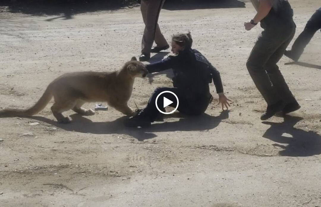 Loveland: Female officer Scuffle With mountain Lion 6 ਫੁੱਟ ਉੱਚੇ ਪਹਾੜੀ ਸ਼ੇਰ ਨਾਲ ਭਿੜੀ ਨਹੱਥੀ ਔਰਤ, ਇੰਝ ਕੀਤਾ ਸ਼ੇਰ ਨੂੰ ਢੇਰ