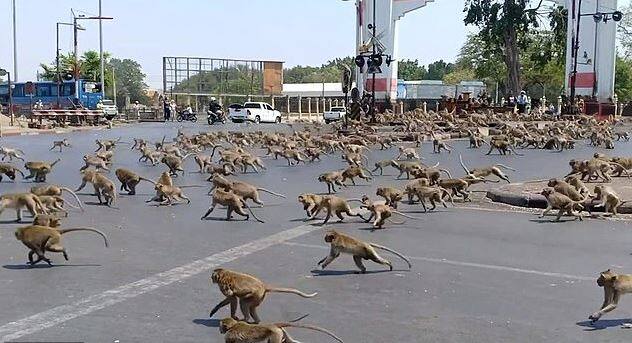 Coronavirus effects monkeys in Thailand, no Food for them ਬਾਂਦਰਾਂ ਤੇ ਕੋਰੋਨਾਵਾਇਰਸ ਦਾ ਭਾਰੀ ਅਸਰ, ਵੀਡੀਓ ਵੇਖ ਰਹਿ ਜਾਓਗੇ ਹੈਰਾਨ