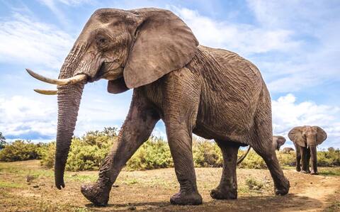 ਹਾਥੀ ਨੂੰ ਦੇ ਦਿੱਤੀ ਗਈ ਫਾਂਸੀ, ਕਾਰਨ ਜਾਣ ਤੁਸੀਂ ਵੀ ਰਹਿ ਜਾਉਗੇ ਹੈਰਾਨ ਹਾਥੀ ਨੂੰ ਦੇ ਦਿੱਤੀ ਗਈ ਫਾਂਸੀ, ਕਾਰਨ ਜਾਣ ਤੁਸੀਂ ਵੀ ਰਹਿ ਜਾਉਗੇ ਹੈਰਾਨ