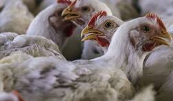 ਮੱਧ ਪ੍ਰਦੇਸ਼ 'ਚ ਕੋਰੋਨਾ ਮਹਾਮਾਰੀ ਤੋਂ ਇਲਾਵਾ ਇੱਕ ਹੋਰ ਮੁਸੀਬਤ ਆਈ ਸਾਹਮਣੇ