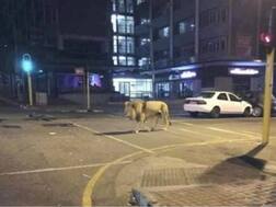 ਕੋਰੋਨਾ ਨਾਲ ਨਜਿੱਠਣ ਲਈ ਰੂਸ ‘ਚ ਸੜਕਾਂ ‘ਤੇ ਛੱਡੇ ਸ਼ੇਰ, ਜਾਣੋ ਸੱਚ