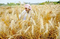 ਕਣਕ ਦੀ ਖਰੀਦ ਬਣੀ ਵੱਡੀ ਚੁਣੌਤੀ, ਕੋਰੋਨਾ ਦੇ ਨਾਲ ਹੀ ਲੇਬਰ ਵੀ ਵੱਡੀ ਸਮੱਸਿਆ