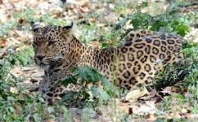 Another leopard spotted, in Chandigarh's Sector 44, triggers scare ਚੰਡੀਗੜ੍ਹ ‘ਚ ਦਹਿਸ਼ਤ, ਇੱਕ ਹੋਰ ਤੇਂਦੂਏ ਨੂੰ ਸੜਕਾਂ ‘ਤੇ ਘੰਮਦੇ ਦੇਖਿਆ