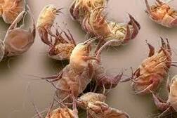 ਕੋਰੋਨਾ ਖਿਲਾਫ ਜੰਗ ਲਈ ਜਾਗੀ ਉਮੀਦ, ਆਸਟਰੇਲੀਅਨ ਵਿਗਿਆਨੀਆਂ ਦਾ ਵੱਡਾ ਦਾਅਵਾ