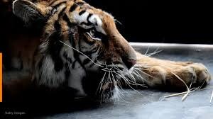 Tiger tests positive for coronavirus at Bronx Zoo, first known case in the world ਟਾਈਗਰ ਨੂੰ ਵੀ ਹੋਇਆ ਕੋਰੋਨਾਵਾਇਰਸ, ਦੁਨੀਆ ਦਾ ਪਹਿਲਾ ਕੇਸ