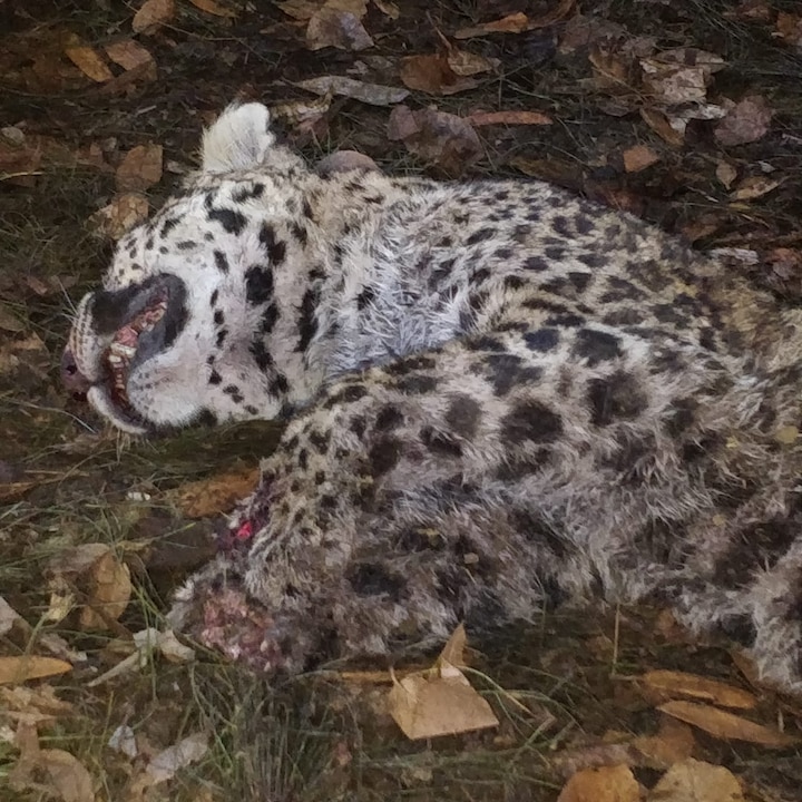 Ox killed Leopard in Cattle Shelter in Sirmaur ਸ਼ਿਕਾਰੀ ਹੀ ਬਣਿਆ ਸ਼ਿਕਾਰ! ਬਲਦਾਂ ਨੇ ਮਾਰ ਸੁੱਟਿਆ ਤੇਂਦੂਆ