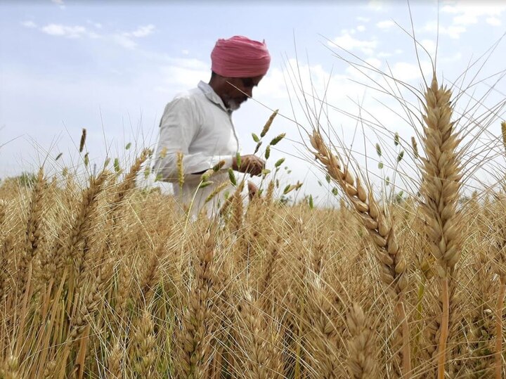 Wheat Procurement : Bad weather with Drizzle another headache for farmers ਖਰਾਬ ਮੌਸਮ ਬਣਿਆ ਕਿਸਾਨਾਂ ਲਈ ਮੁਸੀਬਤ, ਪੰਜਾਬ 'ਚ ਕਈ ਥਾਵਾਂ 'ਤੇ ਮੀਂਹ