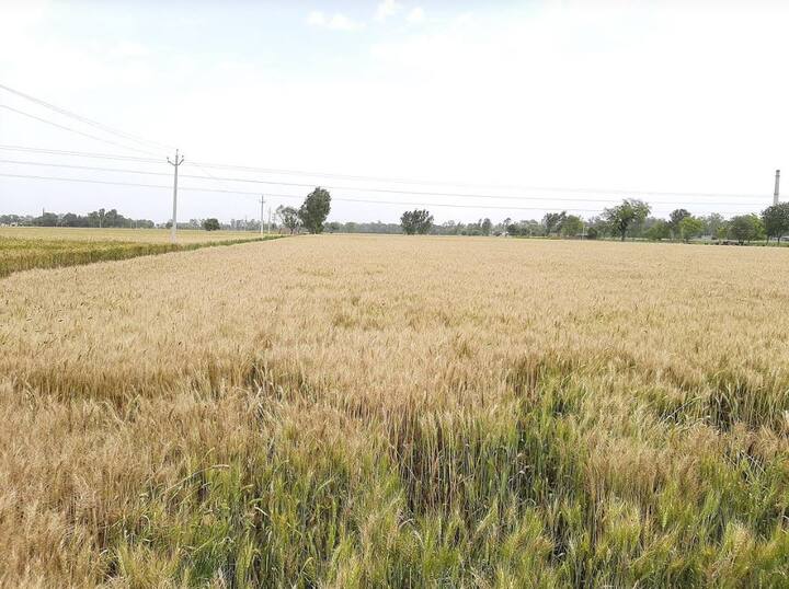 ਪੰਜਾਬ ਵਿੱਚ ਕਣਕ ਪੱਕਣ ਤੋਂ ਬਾਅਦ ਜਿੱਥੇ ਅਪ੍ਰੈਲ ਮਹੀਨੇ ਕਣਕ ਮੰਡੀਆਂ ਵਿੱਚ ਜਾਣੀ ਸ਼ੁਰੂ ਹੋ ਜਾਂਦੀ ਸੀ ਅੱਜ ਦੇ ਦਿਨ ਪੰਜਾਬ ਭਰ ਦੀ ਮੰਡੀਆਂ ਖਾਲੀ ਦਿਖਾਈ ਦੇ ਰਹੀਆਂ ਹਨ।