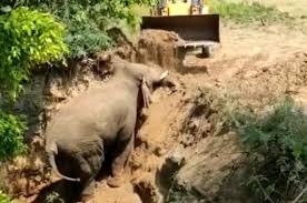 Elephant in Andhra Pradesh rescued from 15 feet deep ditch . ਖੱਡ ‘ਚ ਡਿੱਗਿਆ ਹਾਥੀ, ਜੰਗਲਾਤ ਵਿਭਾਗ ਨੇ ਇੰਝ ਕੀਤਾ ਰੈਸਕਿਊ, ਦੇਖੋ ਵੀਡੀਓ
