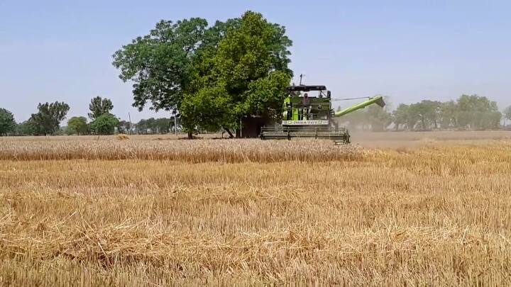 ਕਰੋਨਾਵਾਰਿਸ ਦੇ ਚੱਲਦੇ ਪੰਜਾਬ ਸਰਕਾਰ ਵੱਲੋਂ ਕਣਕ ਦੀ ਖਰੀਦ ਲਈ ਮੰਡੀਆਂ ਵਿੱਚ ਜ਼ਿਆਦਾ ਇਕੱਠ ਨਾ ਕਰਨ ਲਈ ਕਿਹਾ ਸੀ। ਇਸ ਦੇ ਚੱਲਦੇ ਪੀਲੀ ਪੱਟੀਆਂ ਦੇ ਜ਼ਰੀਏ ਕਿਸਾਨਾਂ ਨੂੰ ਬੈਠਣ ਦੇ ਵੱਖ-ਵੱਖ ਖਾਨੇ ਬਣਾਏ ਗਏ ਸੀ।