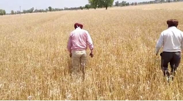 Wheat Crop Damage in Punjab: Hail Storm and Rain Damaged Wheat Crop ਕੁਦਰੱਤ ਦਾ ਇੱਕ ਹੋਰ ਕਹਿਰ, 2000 ਏਕੜ ਦੀ ਫਸਲ ਬੇਮੌਸਮੇਂ ਮੀਂਹ ਨਾਲ ਹੋਈ ਤਬਾਹ