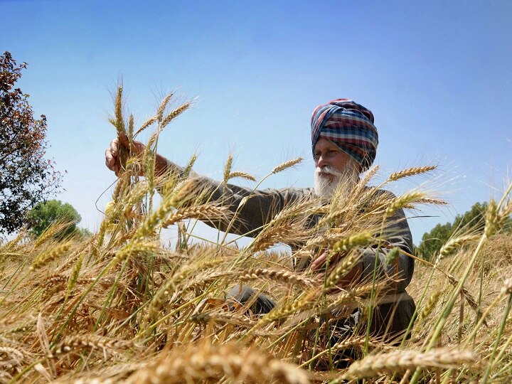 Bad Weather Farmers Punjab Wheat Harvesting Wheat procurement demands bonus from government  ਬੱਦਲਵਾਈ ਤੇ ਕਿਣਮਿਣ ਨਾਲ ਕਿਸਾਨਾਂ ਦੇ ਸੁੱਕੇ ਸਾਹ, ਸਰਕਾਰ ਤੋਂ ਬੋਨਸ ਦੀ ਕੀਤੀ ਮੰਗ