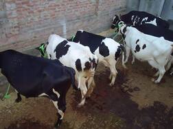 ਲੌਕਡਾਊਨ ਨੇ ਡੇਅਰੀ, ਪੋਲਟਰੀ ਫਾਰਮਰ ਤੇ ਸਬਜ਼ੀ ਉਤਪਾਦਕ ਬੁਰੀ ਤਰ੍ਹਾਂ ਝੰਬੇ