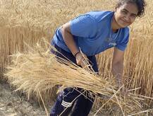 ਟੂਰਨਾਮੈਂਟ ਰੱਦ ਹੋਣ ਕਾਰਨ ਅੰਤਰਰਾਸ਼ਟਰੀ ਖਿਡਾਰੀ ਕਰ ਰਹੇ ਕਣਕ ਦੀ ਵਾਢੀ