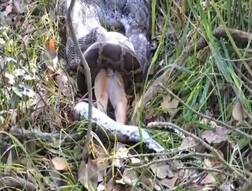 ਇਨ੍ਹਾਂ ਭੁੱਖਾ ਸੀ ਅਜਗਰ ਕਿ ਪੂਰਾ ਦਾ ਪੂਰਾ ਹਿਰਨ ਨਿਗਲ ਗਿਆ, ਵੀਡੀਓ ਸੋਸ਼ਲ ਮੀਡੀਆ ਤੇ ਵਾਇਰਲ