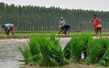 ਕੈਪਟਨ ਸਰਕਾਰ ਵੱਲੋਂ ਝੋਨੇ ਦੀ ਲੁਆਈ ਛੇਤੀ ਸ਼ੁਰੂ ਕਰਨ ਨੂੰ ਮਨਜ਼ੂਰੀ