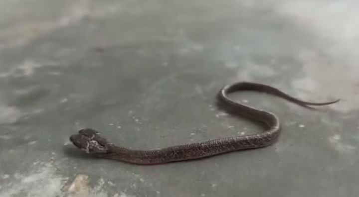 Snake with two heads, Double head snake viral Video ਓਡੀਸ਼ਾ 'ਚ ਨਜ਼ਰ ਆਇਆ ਅਜੀਬ ਕਿਸਮ ਦਾ ਸੱਪ, ਵੀਡੀਓ ਵੇਖ ਹੋ ਜਾਓਗੇ ਹੈਰਾਨ
