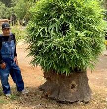 ਧਰਮਿੰਦਰ ਨੇ ਸ਼ੇਅਰ ਕੀਤੀ ਰੌਚਕ ਵੀਡੀਓ, ਲੌਕਡਾਊਨ 'ਚ ਇੰਜ ਬਿਤਾ ਰਹੇ ਸਮਾਂ