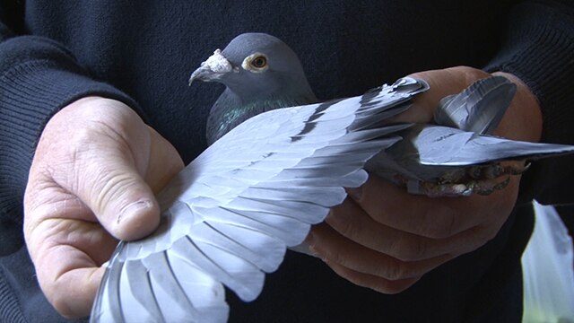 Rajasthan Police deployed in Pigeons security ਕਬੂਤਰ ਦੀ ਸੁਰੱਖਿਆ ਲਈ ਪੁਲਿਸ ਤਾਇਨਾਤ, ਖਾਣ-ਪੀਣ ਦਾ ਵੀ ਕਰ ਰਹੇ ਬੰਦੋਬਸਤ