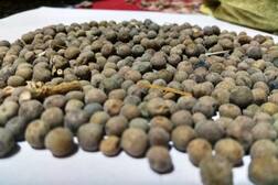 ਕੀ ਤੁਸੀ ਖਾਧੇ ਨੇ ਕਾਲੇ ਮਟਰ, ਕਈ ਸਾਲ ਨਹੀਂ ਹੁੰਦੇ ਖ਼ਰਾਬ, ਜਾਣੋ ਕਿੱਥੇ ਹੁੰਦੀ ਖੇਤੀ