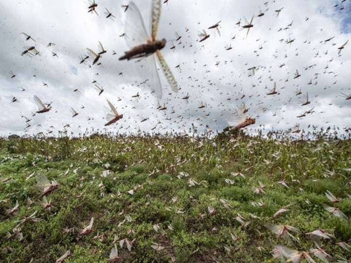 Bathinda agriculture department is on alert because of locust attack  ਟਿੱਡੀ ਦਲ ਦੇ ਟਾਕਰੇ ਲਈ ਪੰਜਾਬ ਦੇ 11 ਵਿਭਾਗ ਡਟੇ, 36 ਟੀਮਾਂ ਤੇ ਫਾਇਰ ਬ੍ਰਿਗੇਡ ਦੀਆਂ 4 ਗੱਡੀਆਂ ਤਾਇਨਾਤ