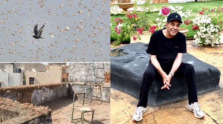 Dharmendra shares viral video of locust attack, says 'Be careful' ਧਰਮਿੰਦਰ ਨੇ ਸ਼ੇਅਰ ਕੀਤੀ ਟਿੱਡੀਆਂ ਦੀ ਵੀਡੀਓ, ਫੈਨਸ ਨੂੰ ਦਿੱਤੀ ਸਾਵਧਾਨ ਰਹਿਣ ਦੀ ਸਲਾਹ