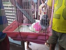 ਹਬੀਬੁੱਲਾ ਨੇ ਮੋਦੀ ਤੋਂ ਮੰਗਿਆ ਆਪਣਾ ਕਬੂਤਰ ਵਾਪਸ