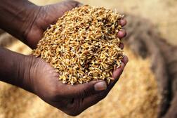 ਬੀਜ ਘੁਟਾਲੇ 'ਚ ਨਵਾਂ ਮੋੜ, ਬਰਾੜ ਸੀਡ ਸਟੋਰ ਤੋਂ ਬਰਾਮਦ ਬੀਜ ਦੀ ਸੈਂਪਲ ਰਿਪੋਰਟ ਫੇਲ