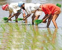 ਝੋਨੇ ਦੀ ਕਾਸ਼ਤ ਲਈ ਪੰਜਾਬੀਆਂ ਨੇ ਲੱਭਿਆ ਨਵਾਂ ਰਾਹ, ਖਰਚਾ ਅੱਧਾ ਘਟਿਆ, ਪਾਣੀ 75 ਫੀਸਦੀ ਬਚਿਆ, ਝਾੜ 5 ਮਣ ਵਧਿਆ