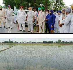 ਮਿਥੀ ਤਾਰੀਖ਼ ਤੋਂ ਪਹਿਲਾਂ ਹੀ ਲੱਗਿਆ ਝੋਨਾ, ਖੇਤੀਬਾੜੀ ਅਧਿਕਾਰੀ ਵਾਹੁਣ ਆਏ ਤਾਂ ਵਾਪਰਿਆ ਇਹ ਭਾਣਾ