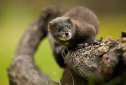 ਇਨ੍ਹਾਂ ਜਾਨਵਰਾਂ ਨੇ ਫੈਲਾਇਆ ਕੋਰੋਨਾ! ਸਰਕਾਰ ਵੱਲੋਂ 10,000 ਜਾਨਵਰ ਮਾਰਨ ਦਾ ਹੁਕਮ