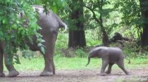 The baby elephant started dancing just after birth, a video viral on social media ਜੰਮਦੇ ਹੀ ਨੱਚਣ ਲੱਗ ਪਿਆ ਹਾਥੀ ਦਾ ਬੱਚਾ, ਸੋਸ਼ਲ ਮੀਡੀਆ ‘ਤੇ ਵਾਇਰਲ ਹੋ ਰਹੀ ਵੀਡੀਓ