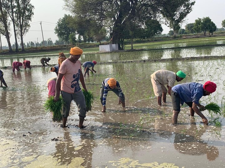  Scheduled Caste commission of Punjab takes notice against anti-labor resolutions in villages  ਝੋਨੇ ਦੀ ਲੁਆਈ ਲਈ ਪੰਚਾਇਤੀ ਮਤਿਆਂ 'ਤੇ ਅਨੁਸੂਚਿਤ ਜਾਤੀ ਕਮਿਸ਼ਨ ਦਾ ਡੰਡਾ