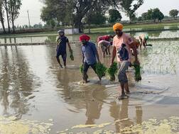 ਕੋਰੋਨਾ ਦੀ ਦਹਿਸ਼ਤ 'ਚ ਝੋਨੇ ਦਾ ਸੀਜ਼ਨ! ਪੁਲਿਸ ਨੇ ਮਜ਼ਦੂਰਾਂ ਤੇ ਕਿਸਾਨਾਂ ਨੂੰ ਵੰਡੀਆਂ ਸੈਨੇਟਾਈਜ਼ ਕਿੱਟਾਂ