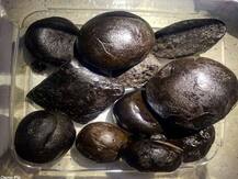 ਪੁਲਿਸ ਹੱਥ ਲੱਗੀ 42 ਕਿੱਲੋ ਚਰਸ, 17 ਸਾਲਾਂ ‘ਚ ਸਭ ਤੋਂ ਵੱਡੀ ਖੇਪ ਫੜੀ