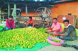 successful farmers: ਮਾੜੀ ਪੈਦਾਵਾਰ ਤੋਂ ਦੁਖੀ ਹੋ ਕਿਸਾਨਾਂ ਨੇ ਲੱਭਿਆ ਅਨੌਖਾ ਰਾਹ, ਇਸ ਫਸਲ ਤੋਂ ਕਮਾ ਰਿਹਾ 7 ਲੱਖ ਰੁਪਏ