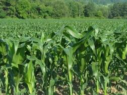 ਸਾਵਧਾਨ! ਕਿਸਾਨਾਂ ਨੂੰ ਖੇਤੀਬਾੜੀ ਯੂਨੀਵਰਸਿਟੀ ਦੀ ਸਲਾਹ