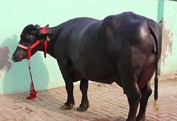 constable apply leave reason written he want to care his buffalo ਮੱਝ ਦੀ ਸੇਵਾ ਲਈ ਮੰਗੀ ਪੁਲਿਸ ਵਿਭਾਗ ਤੋਂ ਛੁੱਟੀ, ਫਿਰ ਹੋਇਆ ਕੁਝ ਅਜਿਹਾ