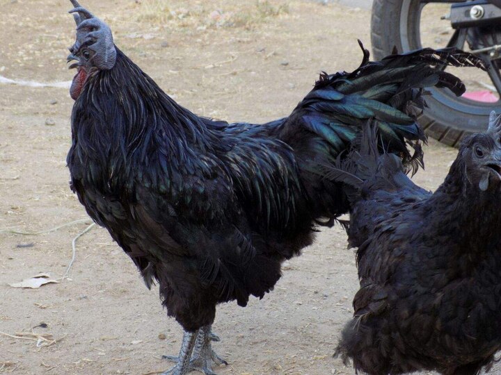 A species of chicken that was unknown to scientists, an egg sold for 30 to 40 rupees, know who ate it ਮੁਰਗਿਆਂ ਦੀ ਅਜਿਹੀ ਪ੍ਰਜਾਤੀ ਜਿਸ ਤੋਂ ਅਣਜਾਣ ਸੀ ਵਿਗਿਆਨੀ, 30 ਤੋਂ 40 ਰੁਪਏ ਦਾ ਵਿਕਦਾ ਇੱਕ ਅੰਡਾ, ਜਾਣੋ ਕੌਣ ਖਾਂਦਾ