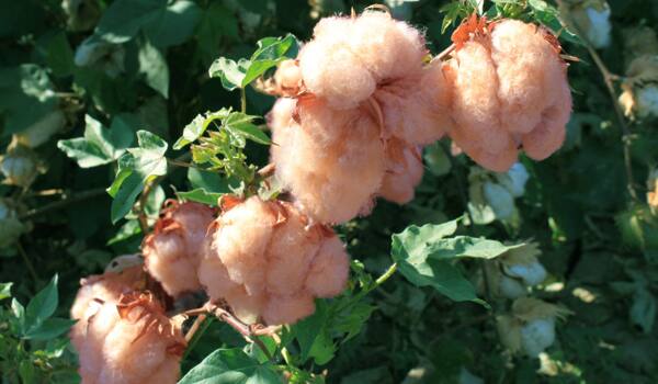 colorful cotton could be produced possible now ਕਿਸਾਨਾਂ ਲਈ ਖੁਸ਼ਖਬਰੀ! ਹੁਣ ਖੇਤਾਂ 'ਚ ਪੈਦਾ ਹੋਵੇਗੀ ਰੰਗ-ਬਰੰਗੀ ਕਪਾਹ