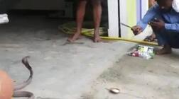 ਫਰਸ਼ ਤੇ ਸੁੱਤੇ ਨੌਜਵਾਨ ਦੀ ਪੈਂਟ 'ਚ ਵੜਿਆ ਜ਼ਹਿਰੀਲਾ ਸੱਪ, ਜਾਣੋ ਫਿਰ ਕੀ ਹੋਇਆ