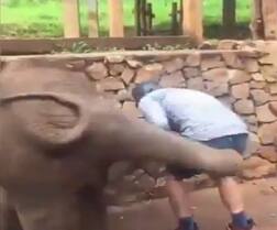 ਹਾਥੀ ਨੇ ਸੈਲਫੀ ਦੇ ਸ਼ੌਕੀਨ ਨੂੰ ਸਿਖਾਇਆ ਅਜਿਹਾ ਸਬਕ! ਵੀਡੀਓ ਦੇਖ ਨਹੀਂ ਰੋਕ ਪਾਓਗੇ ਹਾਸਾ!