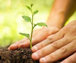 ਜੰਗਲ ਵਿਭਾਗ ਦਾ ਕਿਸਾਨਾਂ ਨੂੰ ਵੱਡਾ ਤੋਹਫਾ, ਮਿਲਣਗੇ 50 ਲੱਖ ਫਲਦਾਰ ਬੂਟੇ, ਬਚਾਉਣ 'ਤੇ ਮਿਲੇਗੀ ਰਕਮ