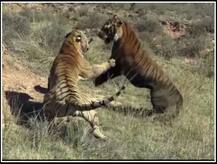 ਪਹਿਲਾਂ ਕਦੇ ਨਹੀਂ ਦੇਖੀ ਹੋਵੇਗੀ ਦੋ ਟਾਈਗਰਜ਼ ਦੀ ਅਜਿਹੀ ਜ਼ਬਰਦਸਤ ਲੜਾਈ, ਵਾਇਰਲ ਹੋ ਰਹੀ ਵੀਡੀਓ 