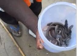 ਘਰ ਦੀ ਜ਼ਮੀਨ 'ਚੋਂ ਨਿਕਲੇ ਦਰਜਨ ਤੋਂ ਵੱਧ ਕੋਬਰਾ ਸੱਪ, ਘਰ ਵਾਲਿਆਂ ਦੇ ਸੁੱਕੇ ਸਾਹ