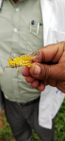 ਸਾਵਧਾਨ ਹੋ ਜਾਣ ਕਿਸਾਨ! ਟਿੱਡੀ ਦਲ ਨੂੰ ਲੈ ਕੇ ਅਲਰਟ