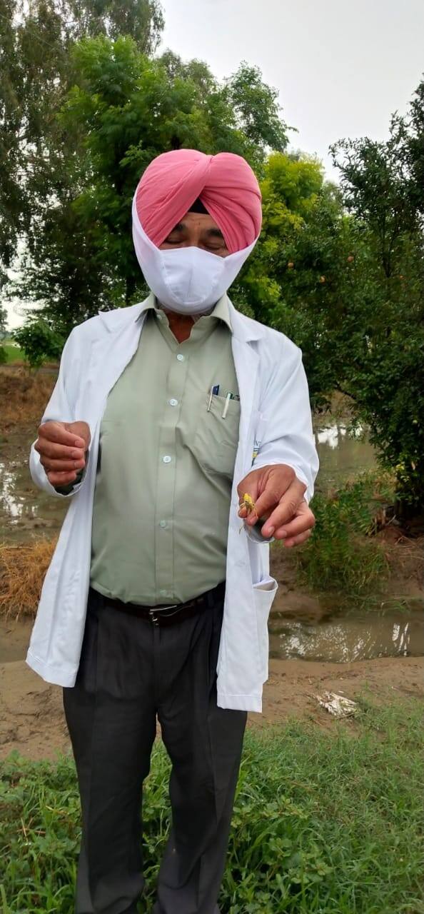 ਜਾਂ 98886-74820 ਨੰਬਰ 'ਤੇ ਸੂਚਨਾ ਦਿੱਤੀ ਜਾਵੇ। ਉਨ੍ਹਾਂ ਕਿਹਾ ਕਿ ਬੀਤੇ ਦਿਨੀਂ ਪੰਜਾਬ ਵਿੱਚ ਟਿੱਡੀ ਦਲ ਦੇ ਆਉਣ ਸਬੰਧੀ ਅਲਰਟ ਜਾਰੀ ਕੀਤਾ ਗਿਆ ਸੀ।