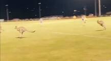 ਫੁਟਬਾਲ ਮੈਚ 'ਚ ਵੜਿਆ ਕੰਗਾਰੂਆਂ ਦਾ ਝੁੰਡ, ਜਾਣੋ ਫਿਰ ਕੀ ਹੋਇਆ