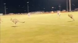 ਫੁਟਬਾਲ ਮੈਚ 'ਚ ਵੜਿਆ ਕੰਗਾਰੂਆਂ ਦਾ ਝੁੰਡ, ਜਾਣੋ ਫਿਰ ਕੀ ਹੋਇਆ